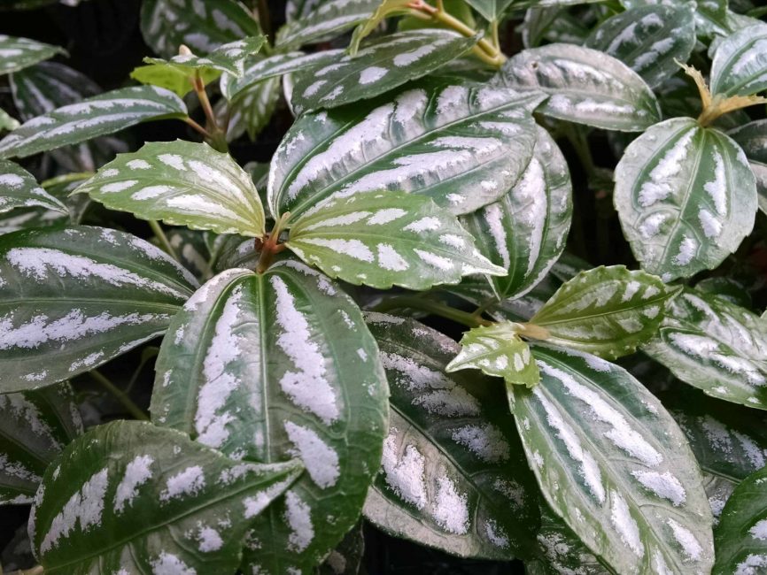 Aluminum plant with bright silver splotches on deep green leaves by Studley Flower Gardens