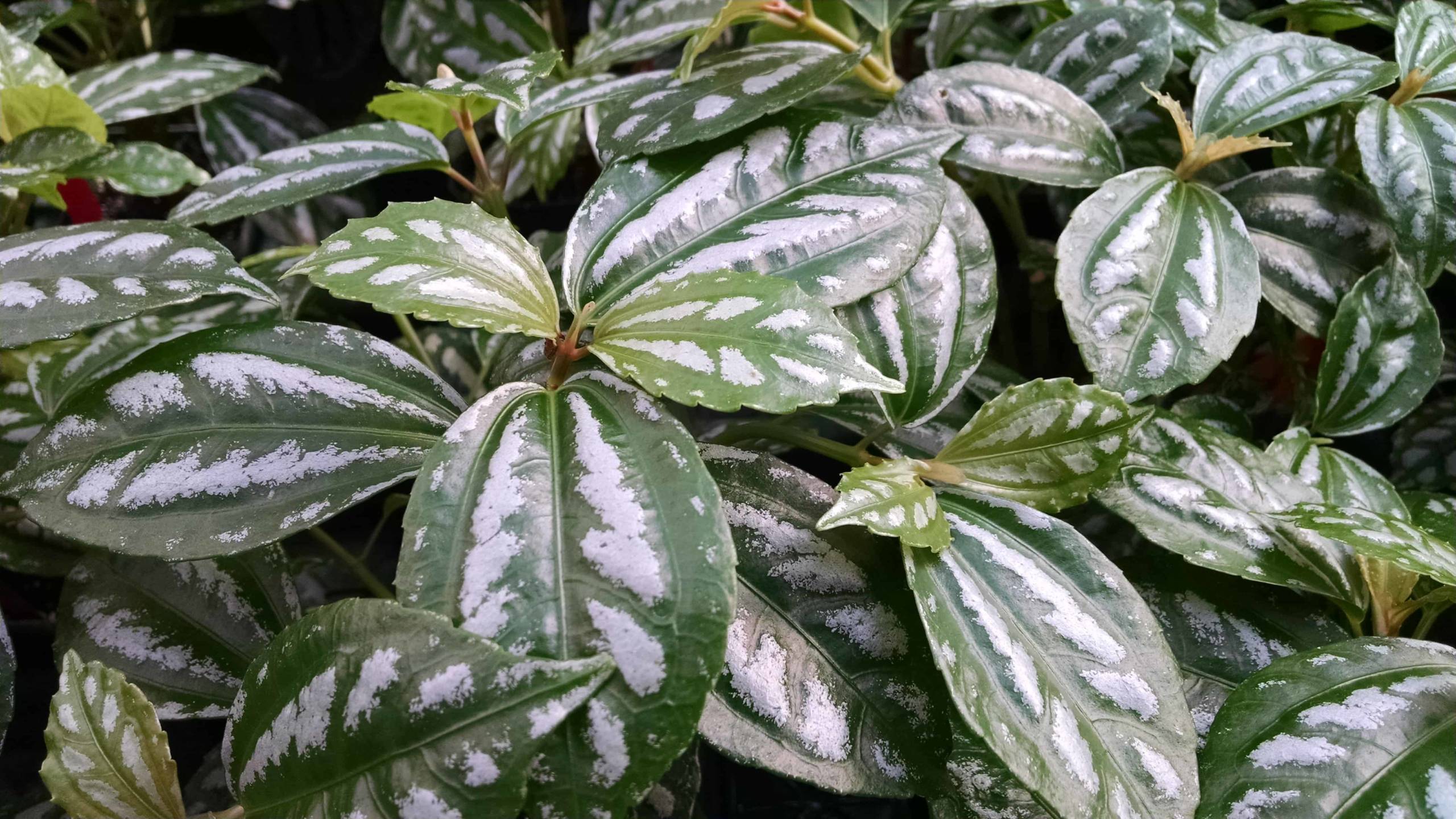 Aluminum plant with bright silver splotches on deep green leaves by Studley Flower Gardens