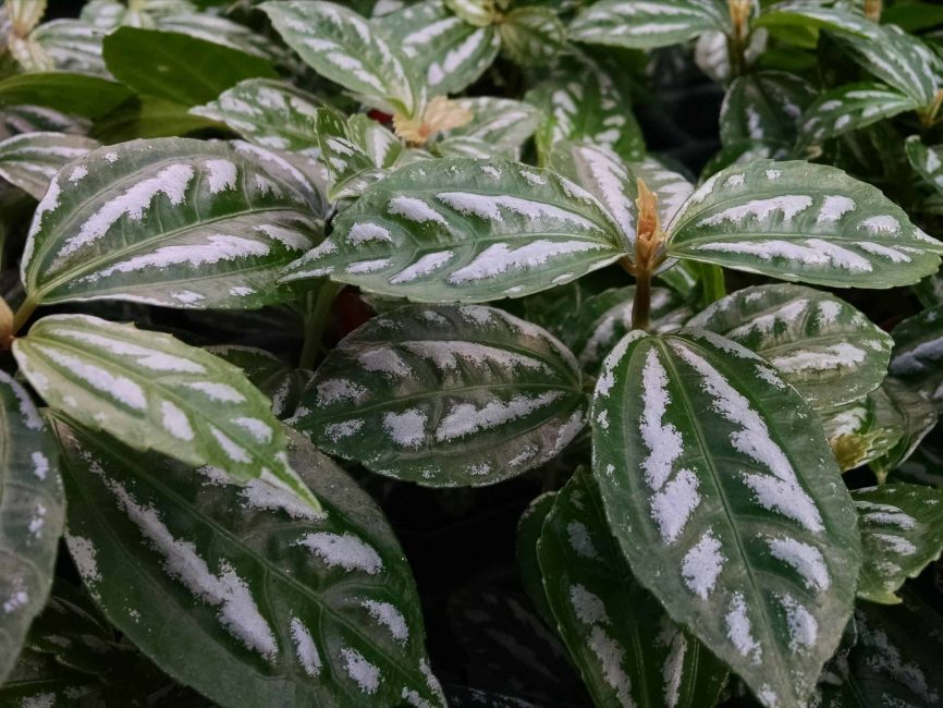 Aluminum plant for terrarium or windowsill by Studley Flower Gardens