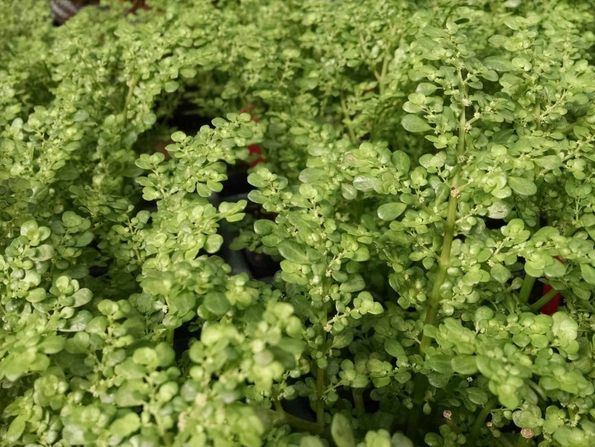 artillery fern detail image