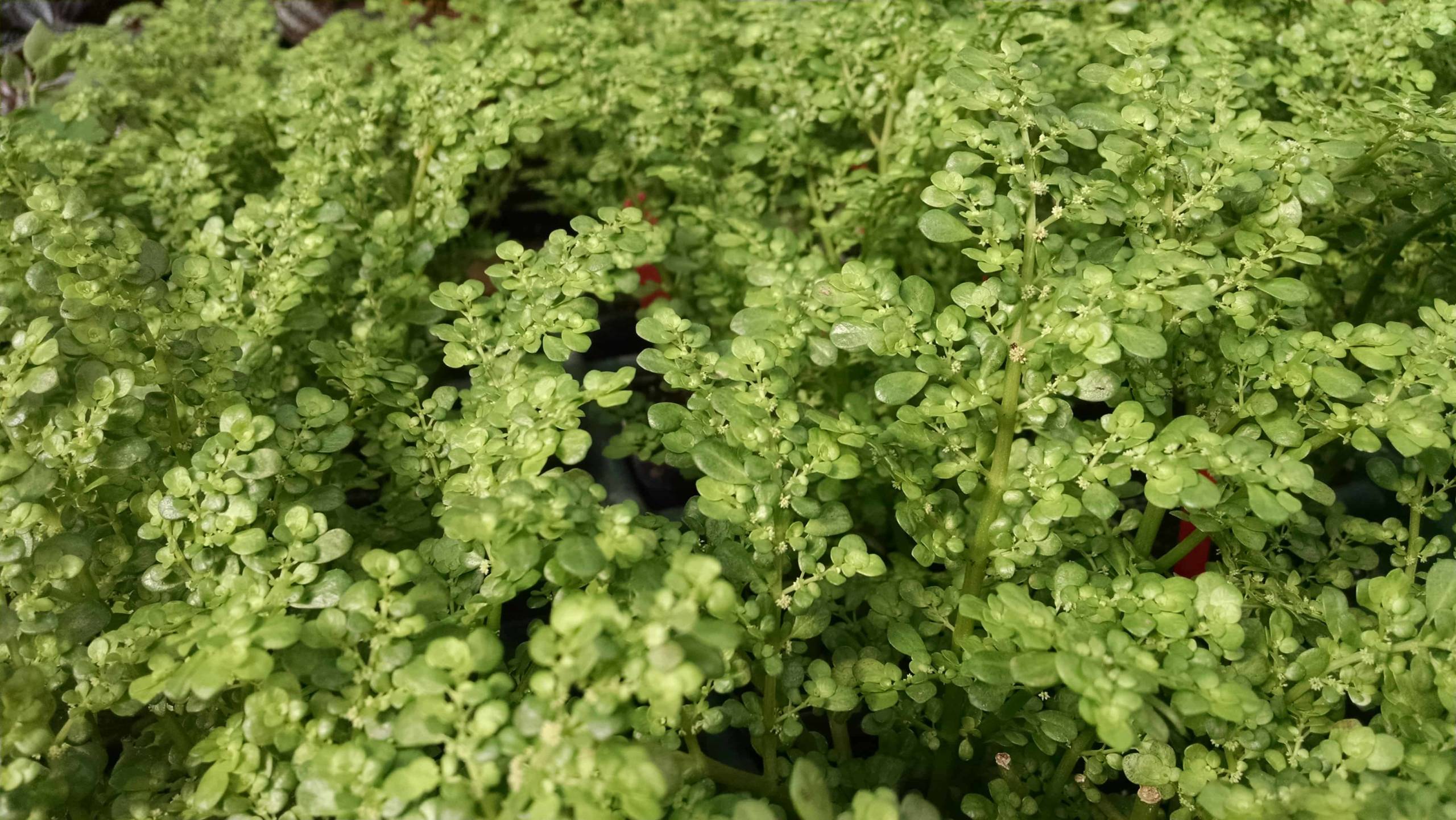 artillery fern detail image