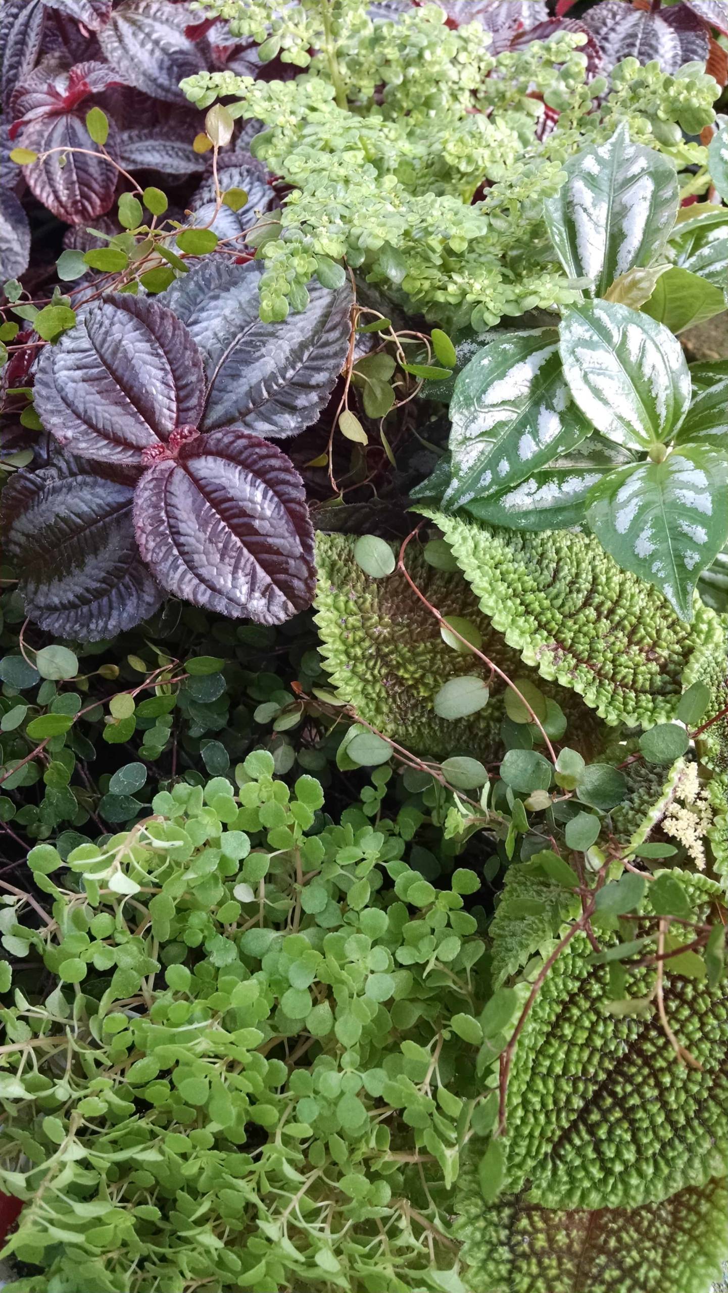 3 plant pilea collection detail image