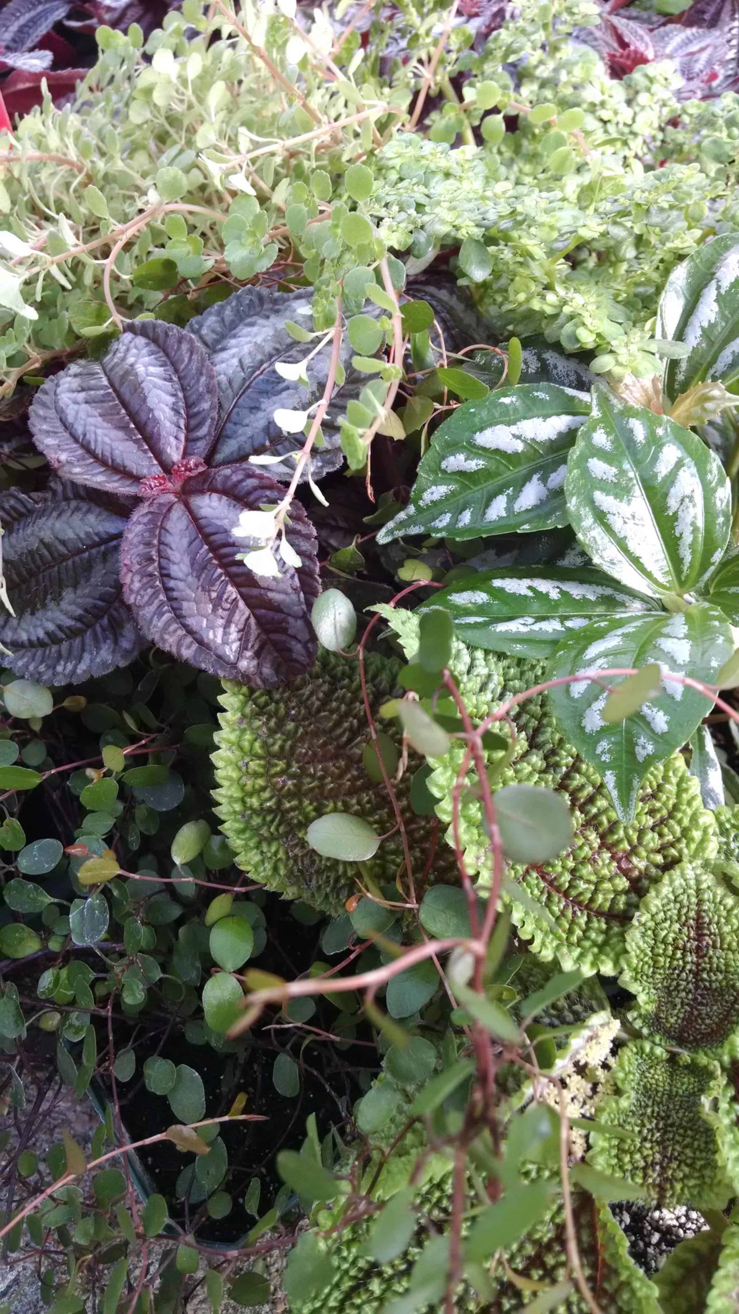 3 plant pilea collection for windowsill display by Studley Flower Gardens