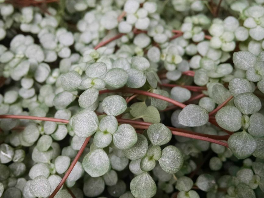 Red Stem Pilea with steel blue foliage and red stems by Studley Flower Gardens