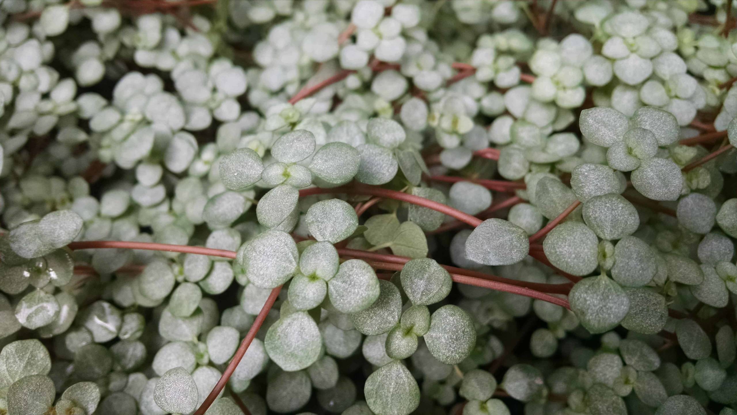 Red Stem Pilea with steel blue foliage and red stems by Studley Flower Gardens