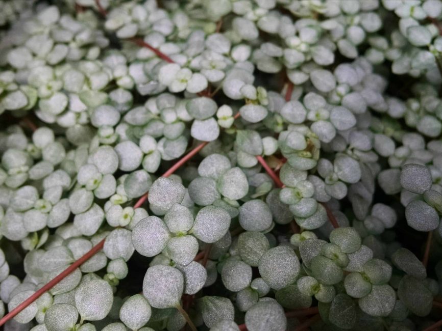 Red stem pilea trailing plant by Studley Flower Gardens