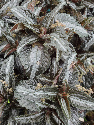 Silver tree pilea with medium growth rate in partial shade by Studley Flower Gardens