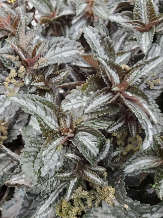 Silver tree pilea with lush green foliage suitable for windowsill terrariums by Studley Flower Gardens