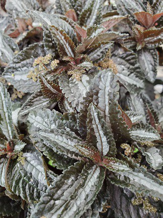 Silver Tree Pilea with frosty grey oval leaves and silver centers by Studley Flower Gardens