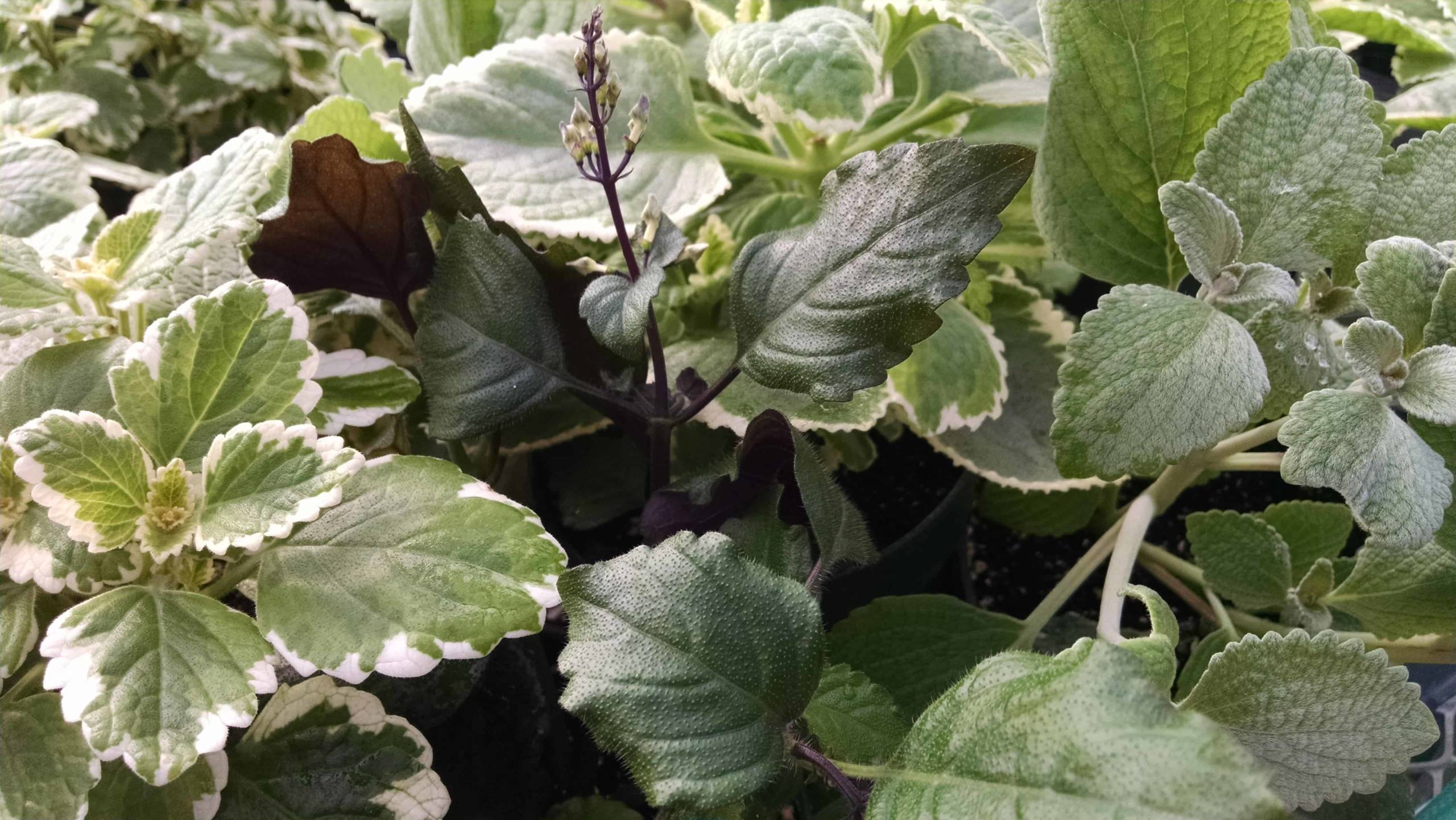 3 plant plectranthus collection detail image