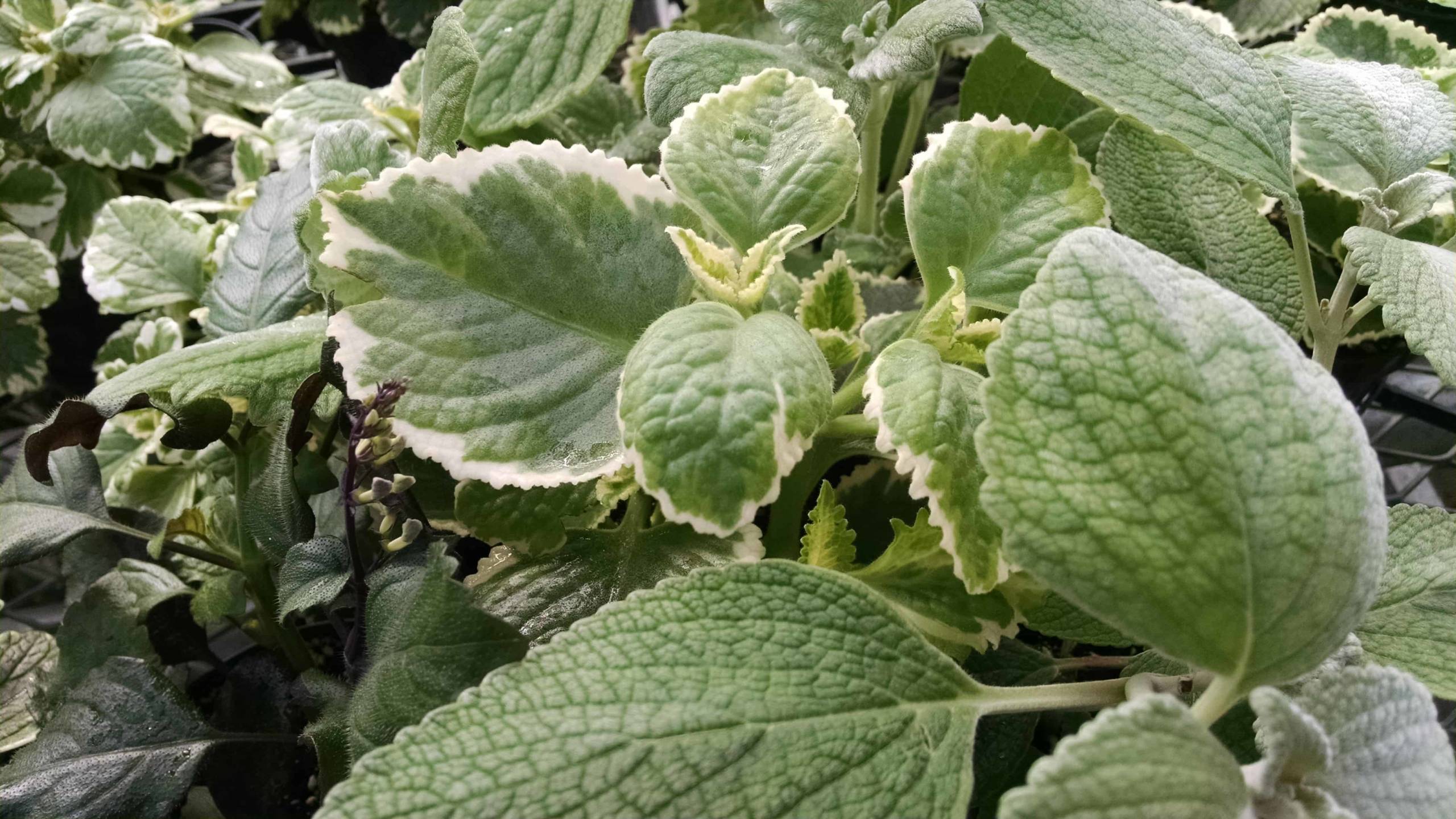 3 plant plectranthus collection with trailing growth by Studley Flower Gardens