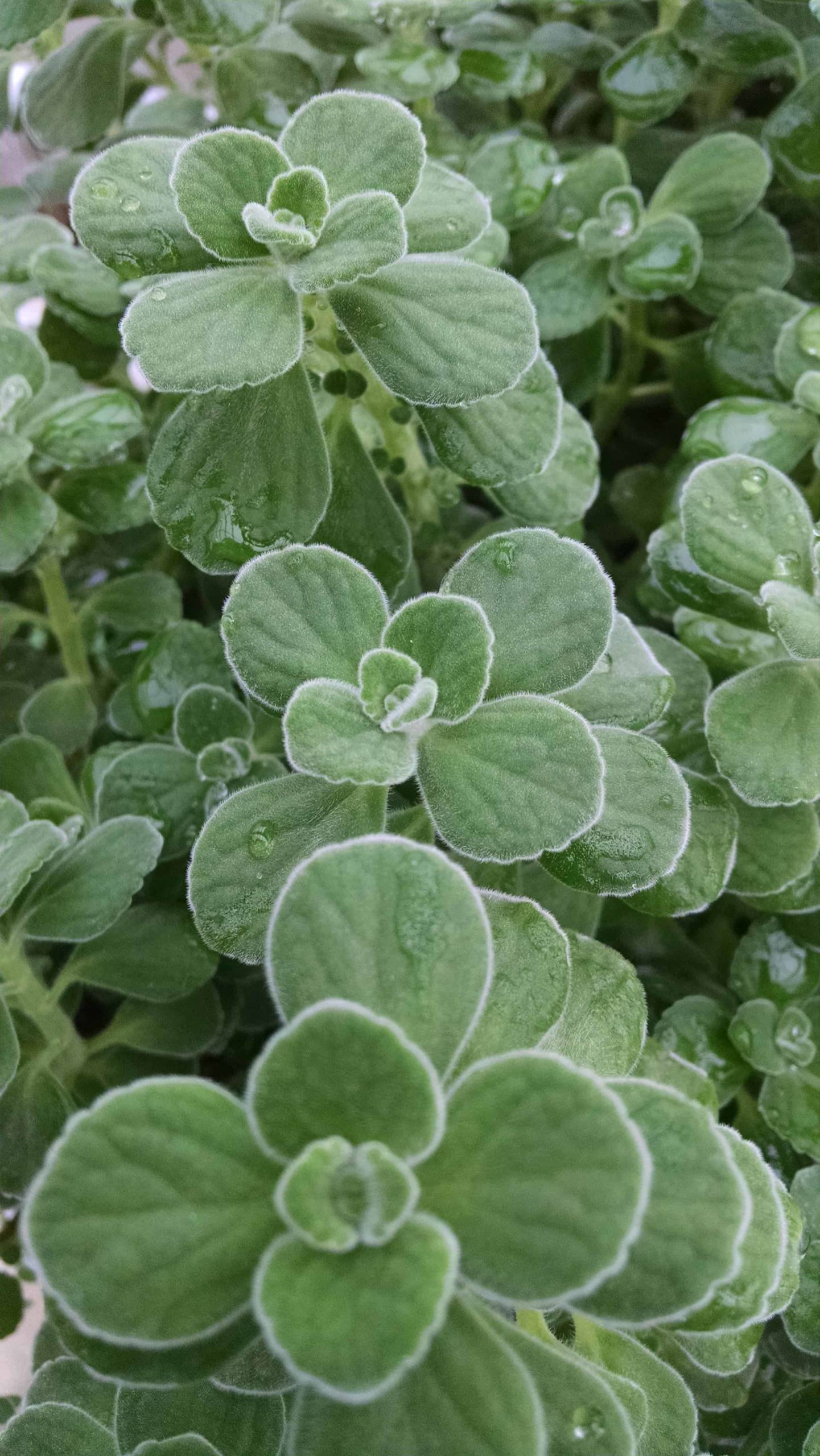 Cuban oregano plant with fuzzy fragrant leaves by Studley Flower Gardens