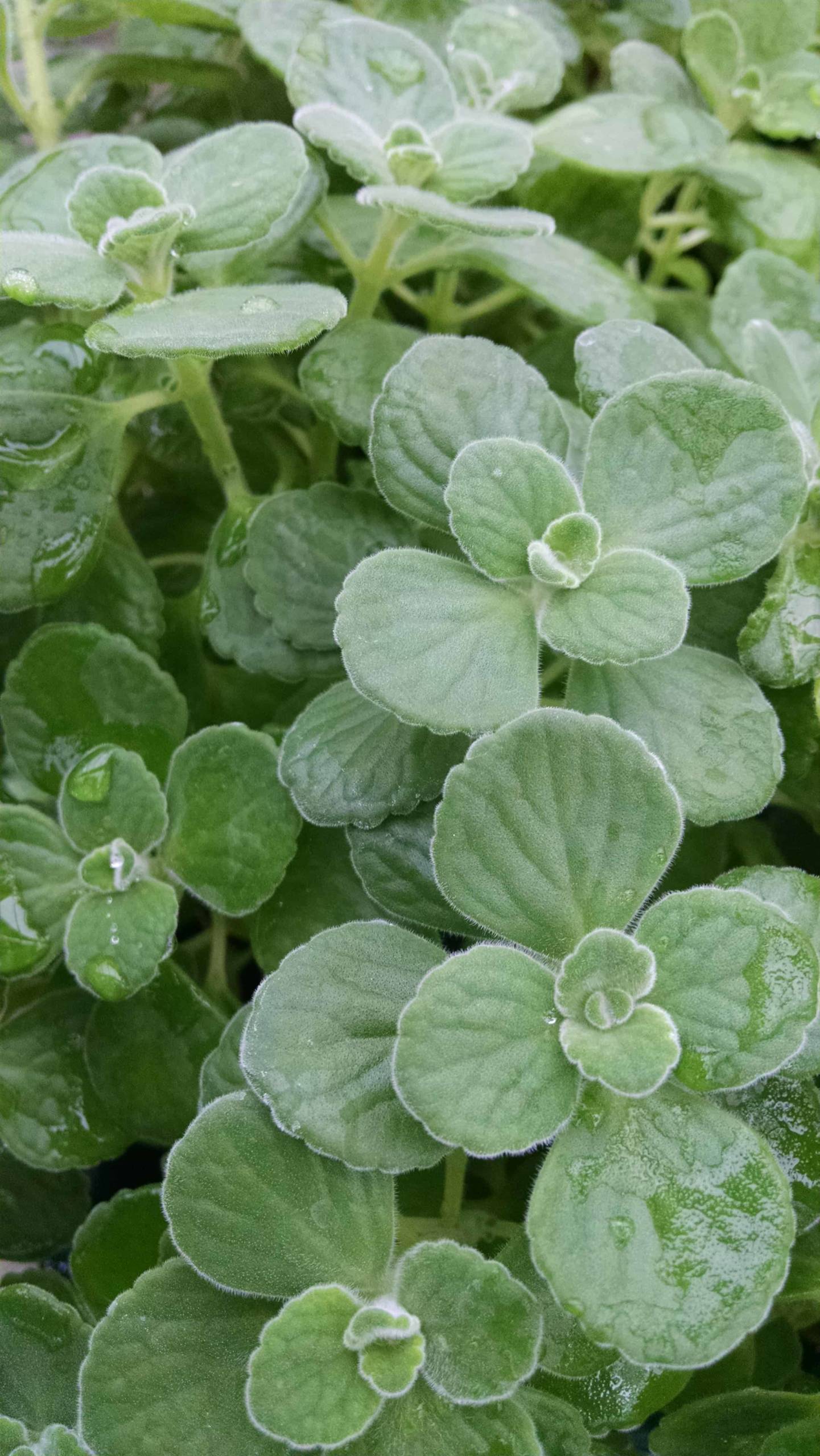 Cuban oregano plant for windowsill growing by Studley Flower Gardens