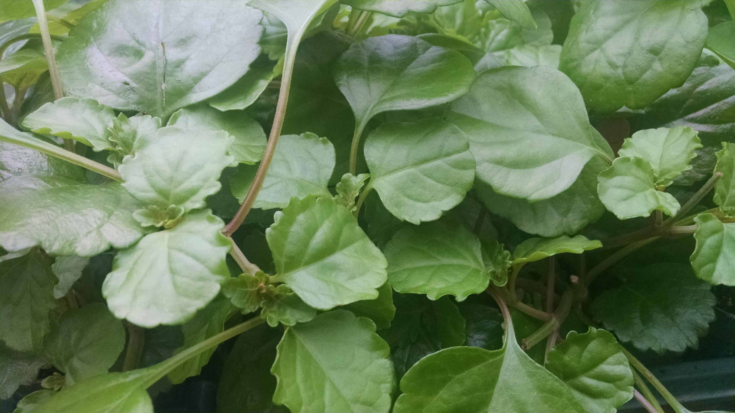 Swedish ivy trailing plant with deep green leaves by Studley Flower Gardens