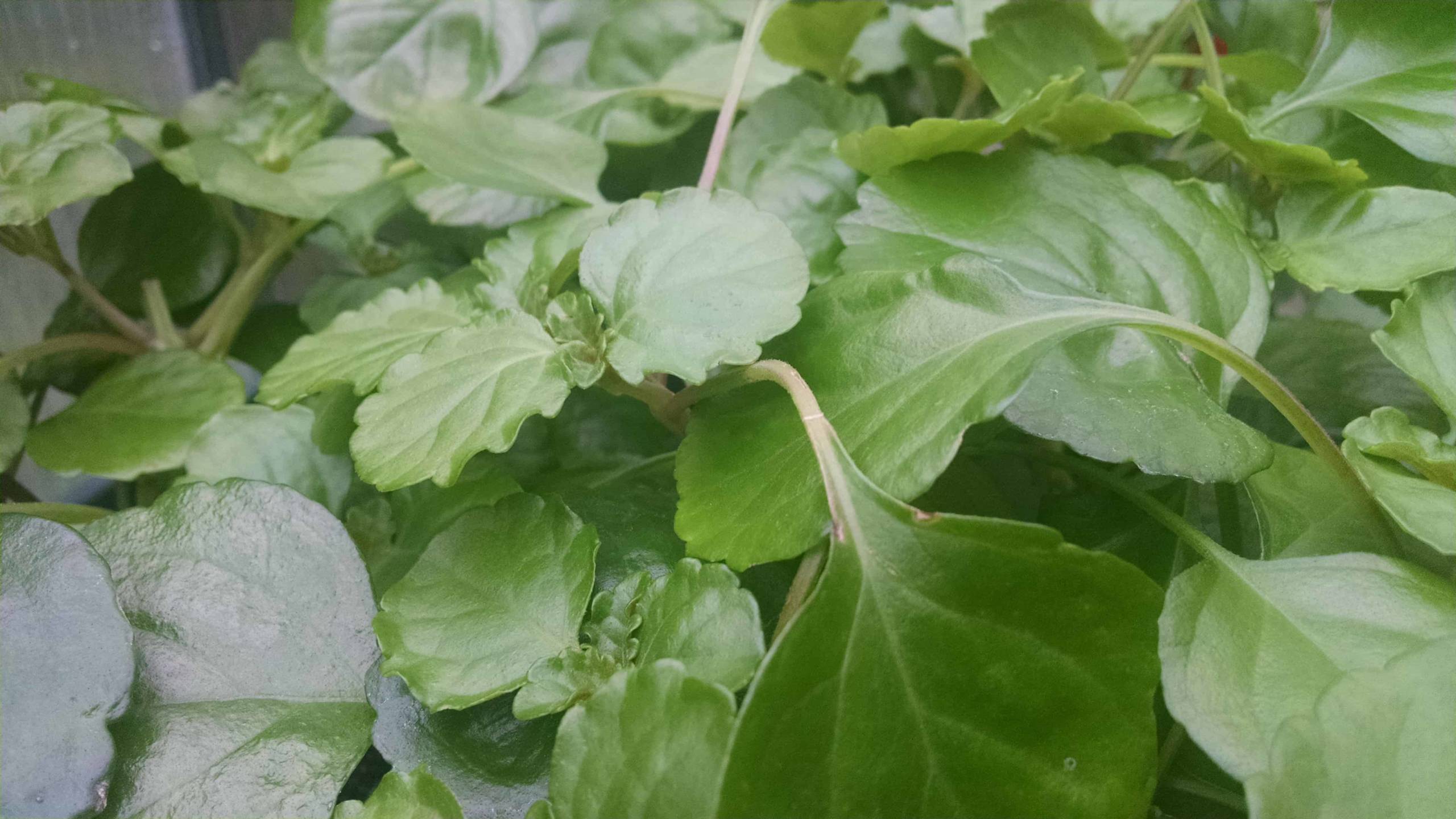 Swedish ivy trailing plant for windowsill display by Studley Flower Gardens