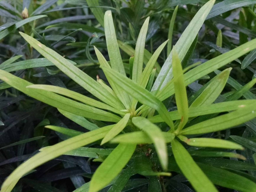 maki podocarpus, shrubby japanese yew detail image