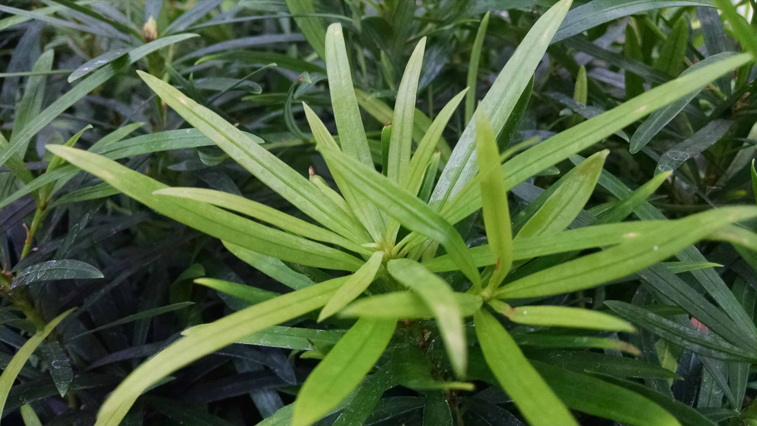 maki podocarpus, shrubby japanese yew detail image