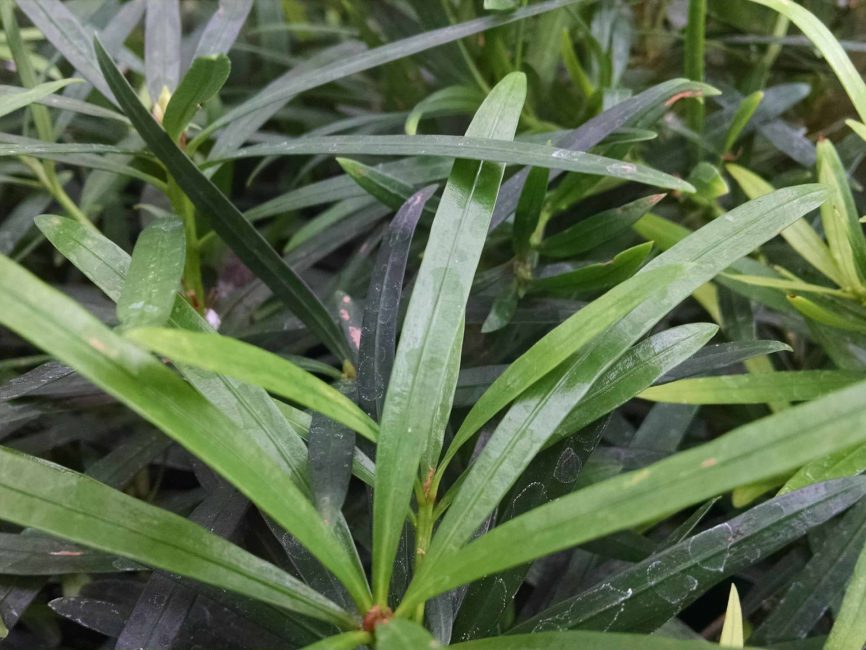 Maki Podocarpus bonsai with scaled foliage by Studley Flower Gardens