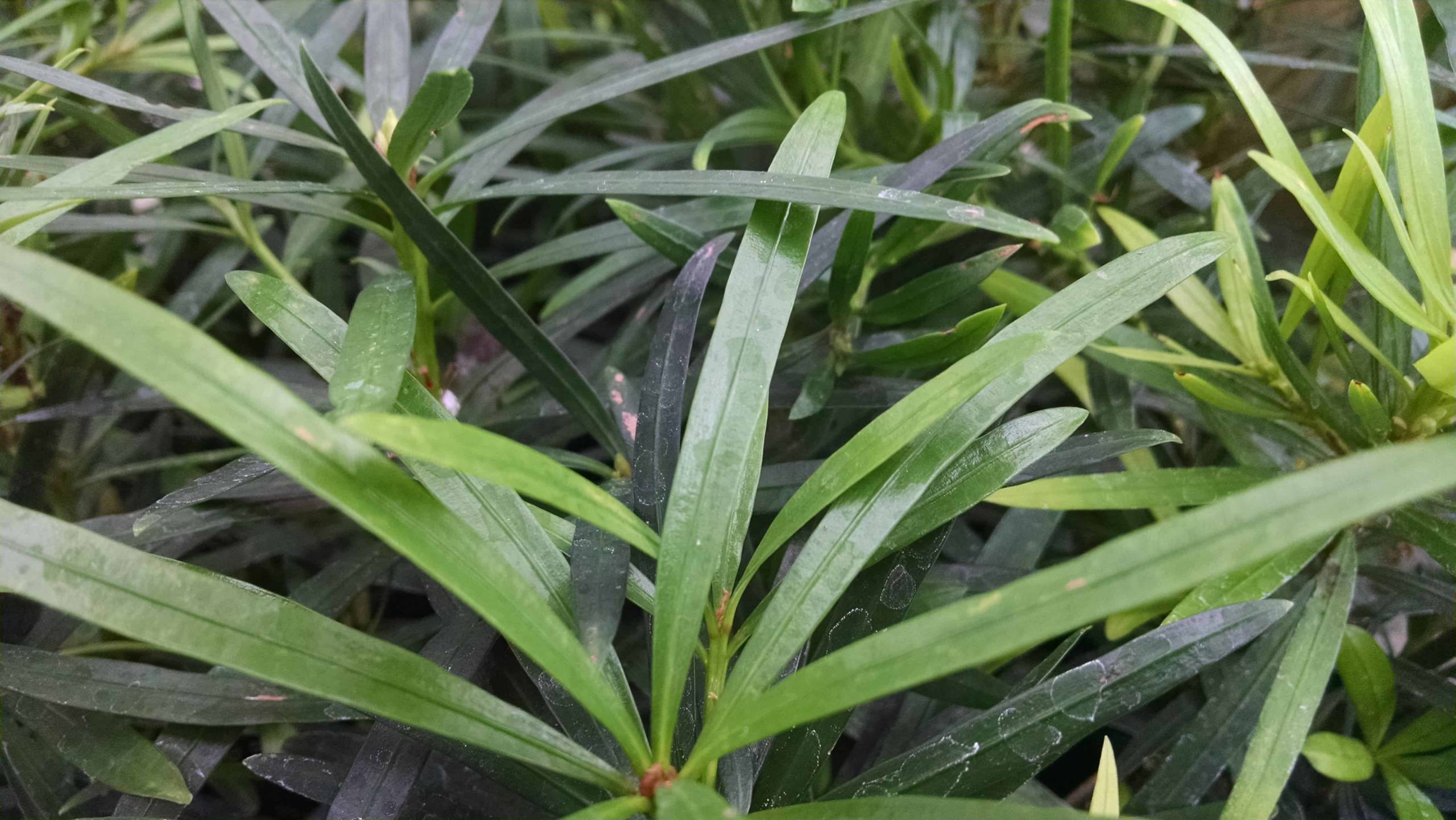 Maki Podocarpus bonsai with scaled foliage by Studley Flower Gardens