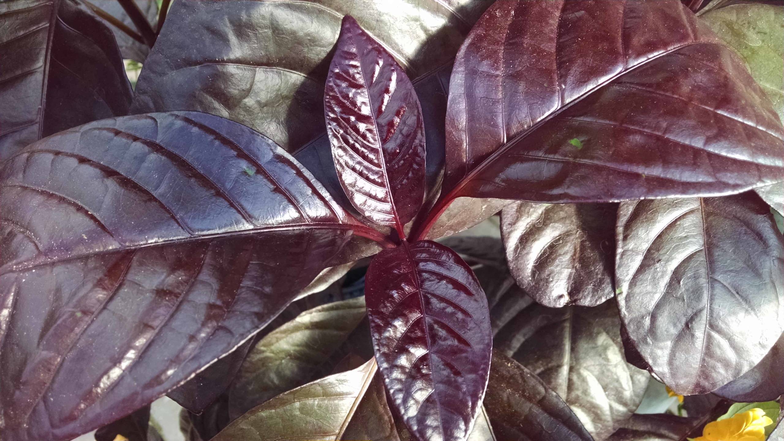 Black Leaf Shooting Star with deep maroon leaves by Studley Flower Gardens