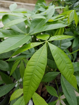 Money plant pachira with lush green leaves by Studley Flower Gardens