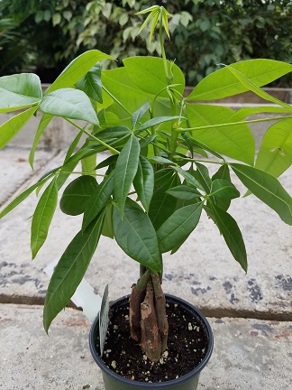 Money plant pachira with lush green leaves by Studley Flower Gardens detail image
