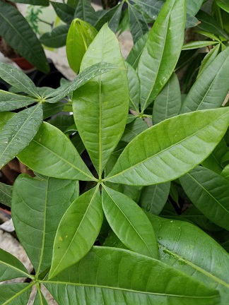 money plant detail image
