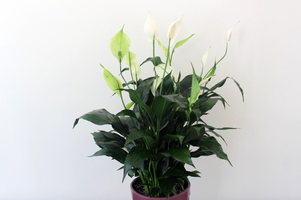 Peace lily plant with shiny deep green leaves by Studley Flower Gardens