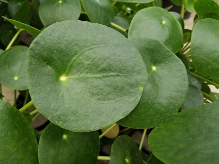 Pilea peperomoides image