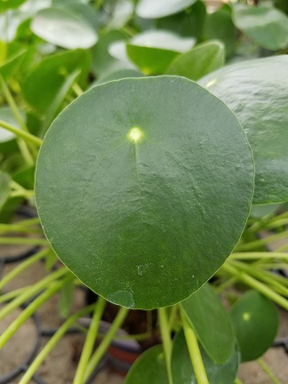 chinese money plant, pancake plant detail image
