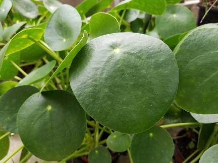 Chinese money plant with round coin-shaped leaves by Studley Flower Gardens