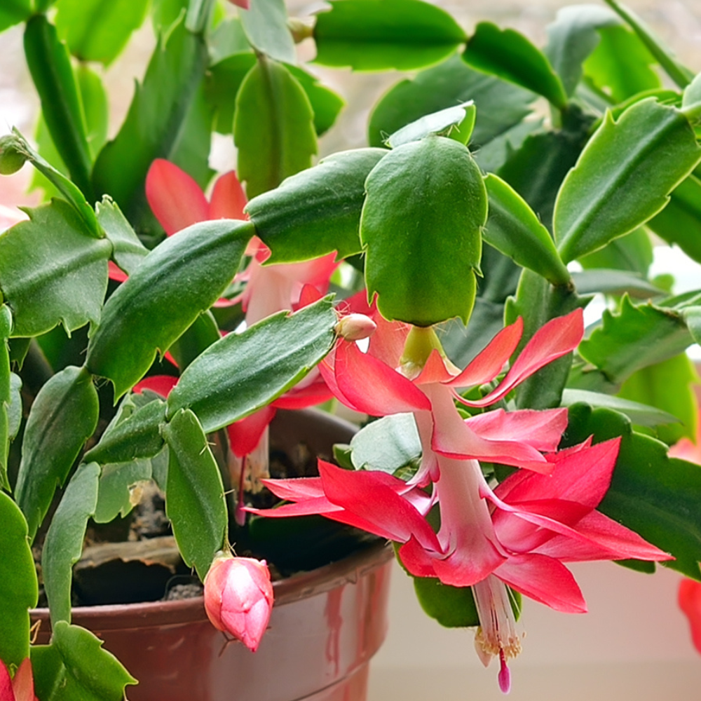 Pink true Christmas cactus with vibrant tubular flowers and segmented flat leaves by Studley Flower Gardens