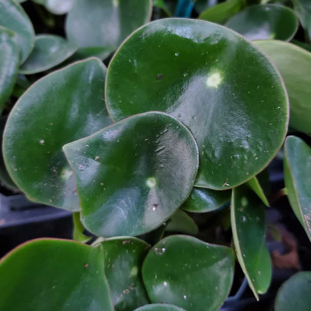 Raindrop peperomia with thick glossy leaves in resizer container by Studley Flower Gardens