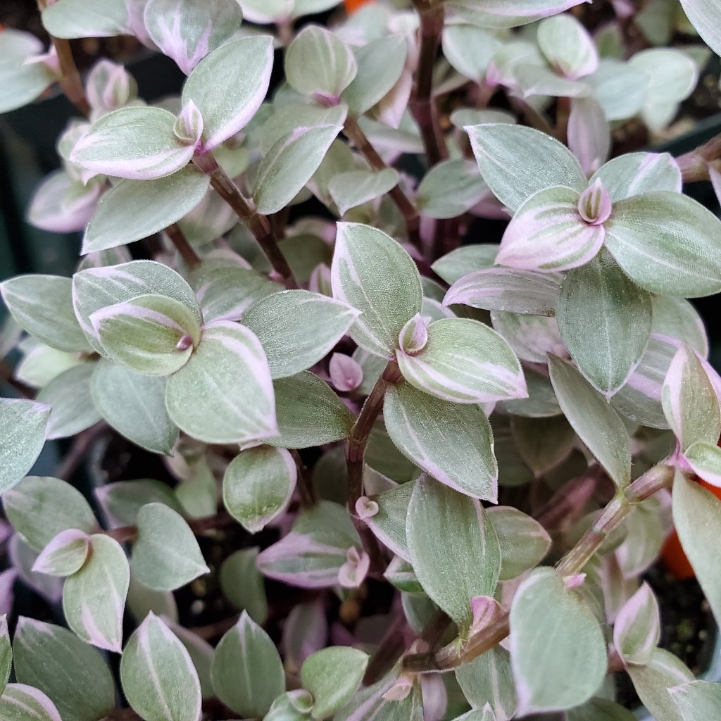 pink princess variegated inch plant detail image