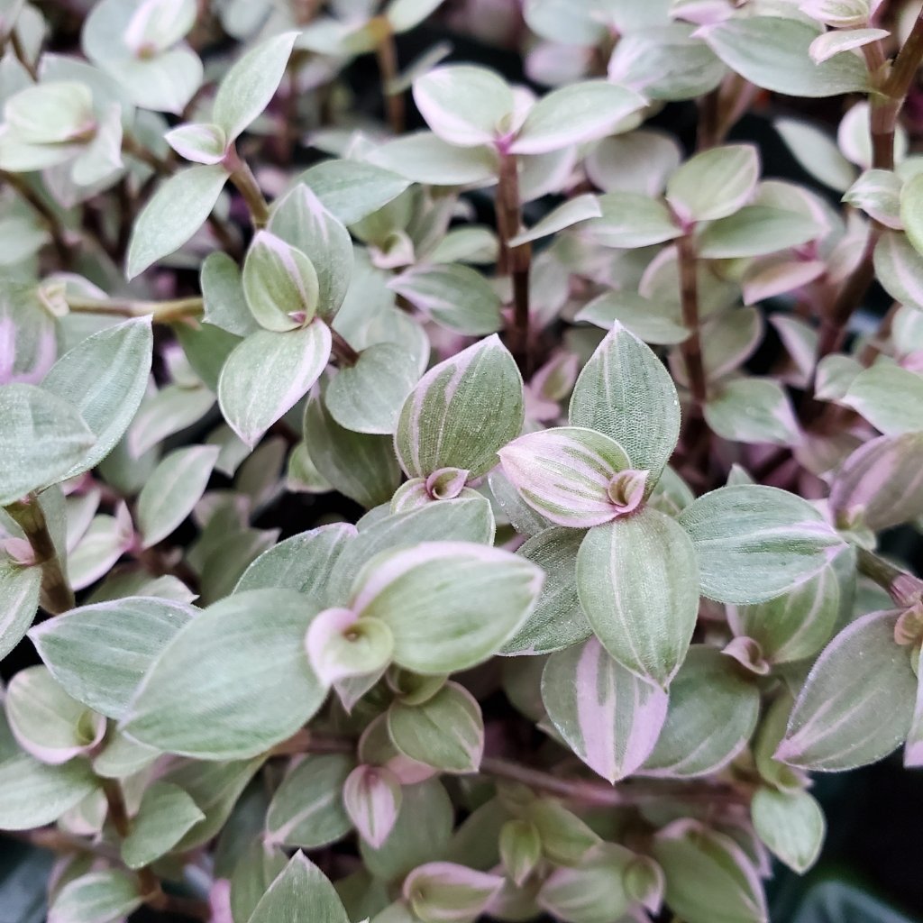 Pink Princess variegated inch plant with trailing leaves in terrarium by Studley Flower Gardens