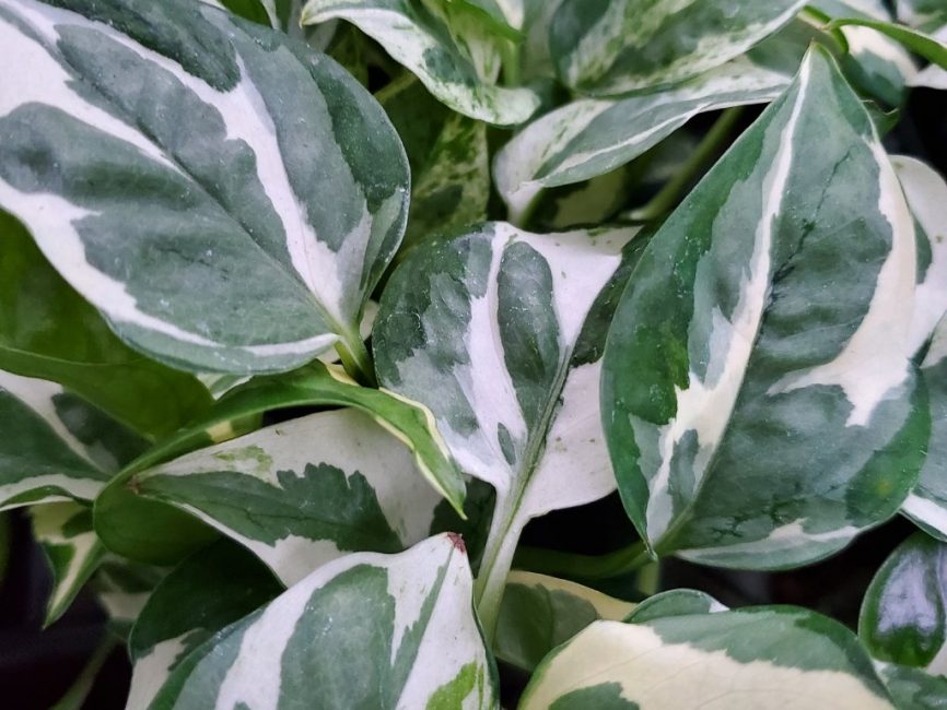 Pearls and jade pothos trailing plant with variegated leaves by Studley Flower Gardens