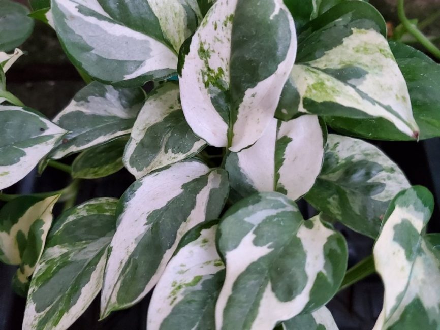 Pearls and jade pothos with variegated silvery green leaves by Studley Flower Gardens