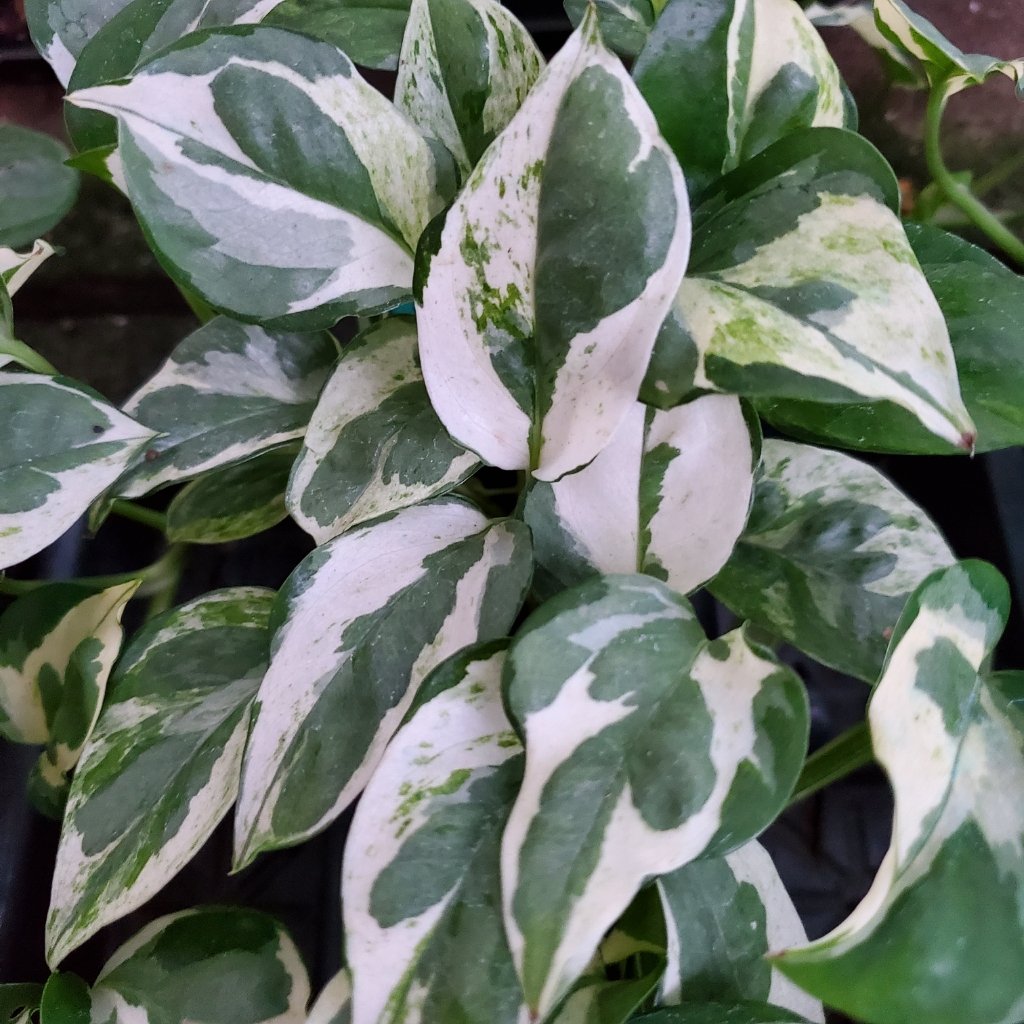 Pearls and jade pothos with variegated silvery green leaves by Studley Flower Gardens
