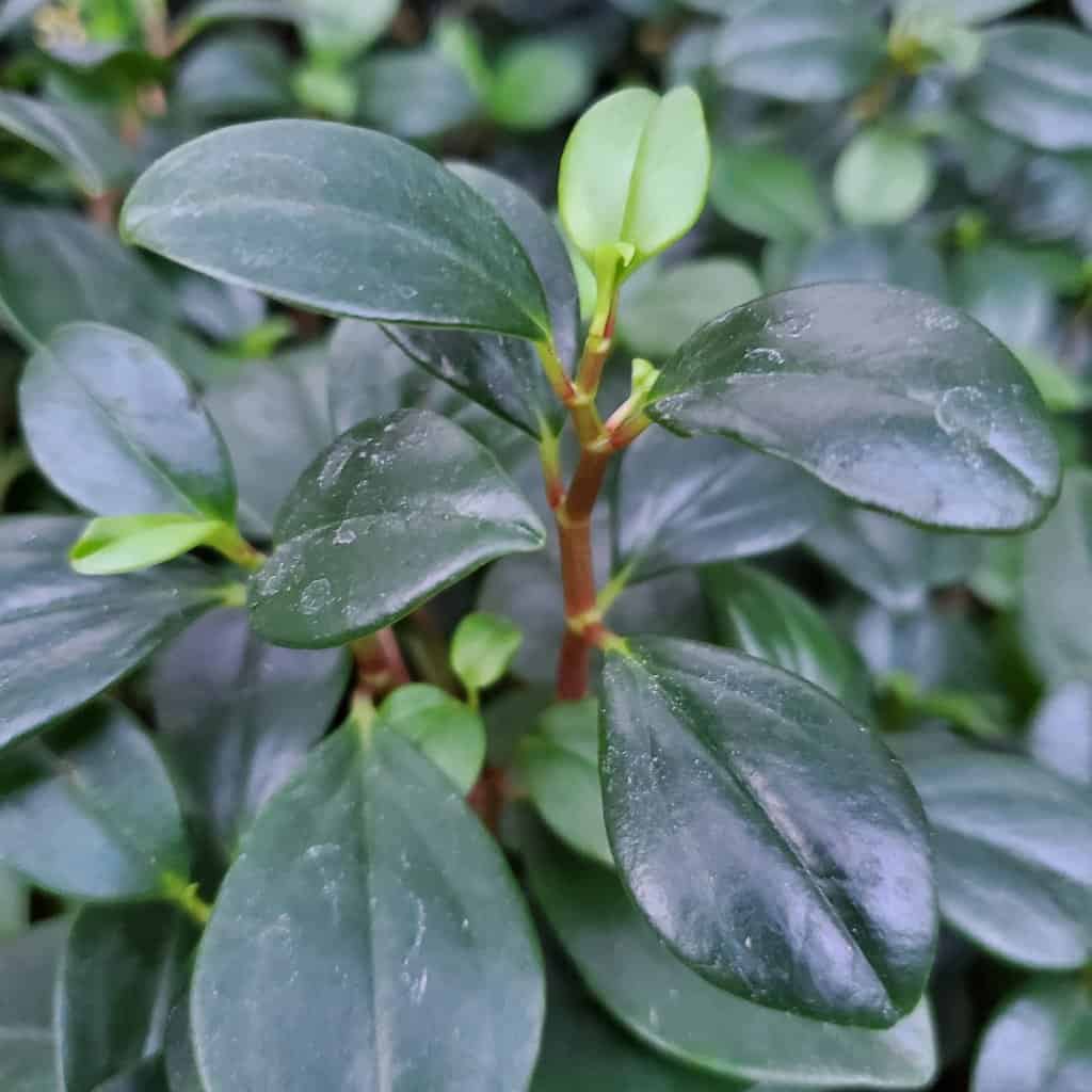 Wax privet peperomia with trailing leaves on windowsill by Studley Flower Gardens