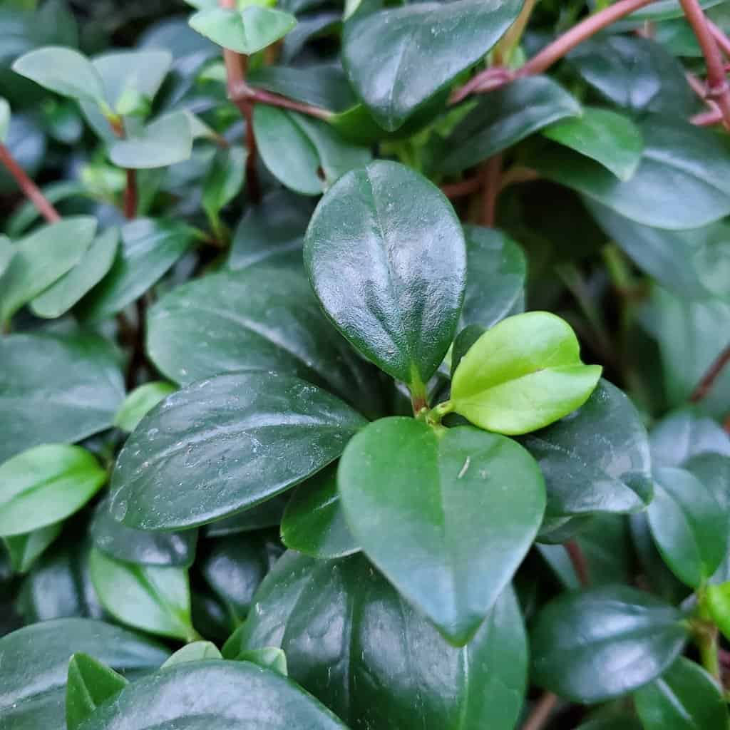 Wax privet peperomia with broad succulent leaves and pink stems by Studley Flower Gardens