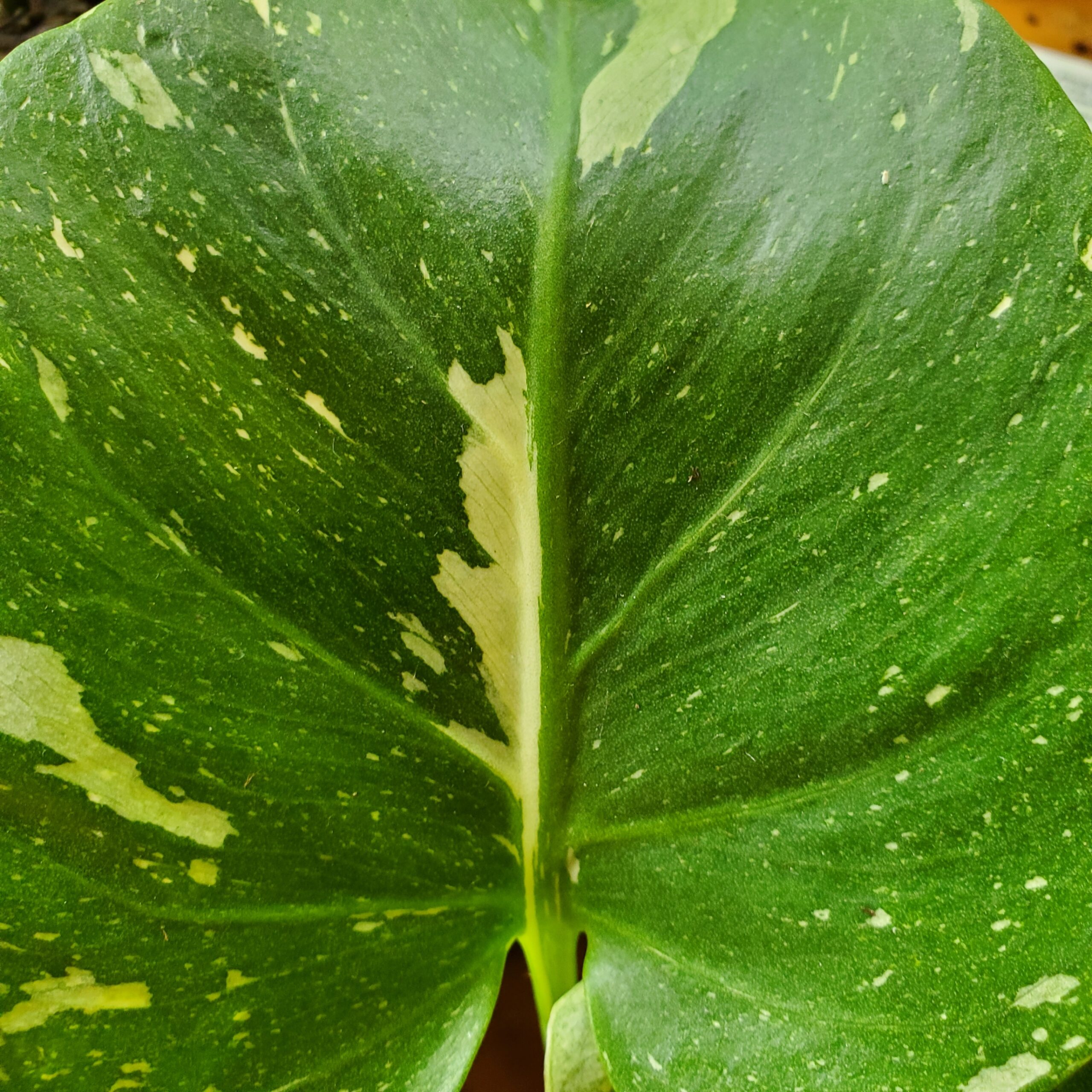 Thai Constellation Monstera with variegated leaves in partial shade by Studley Flower Gardens