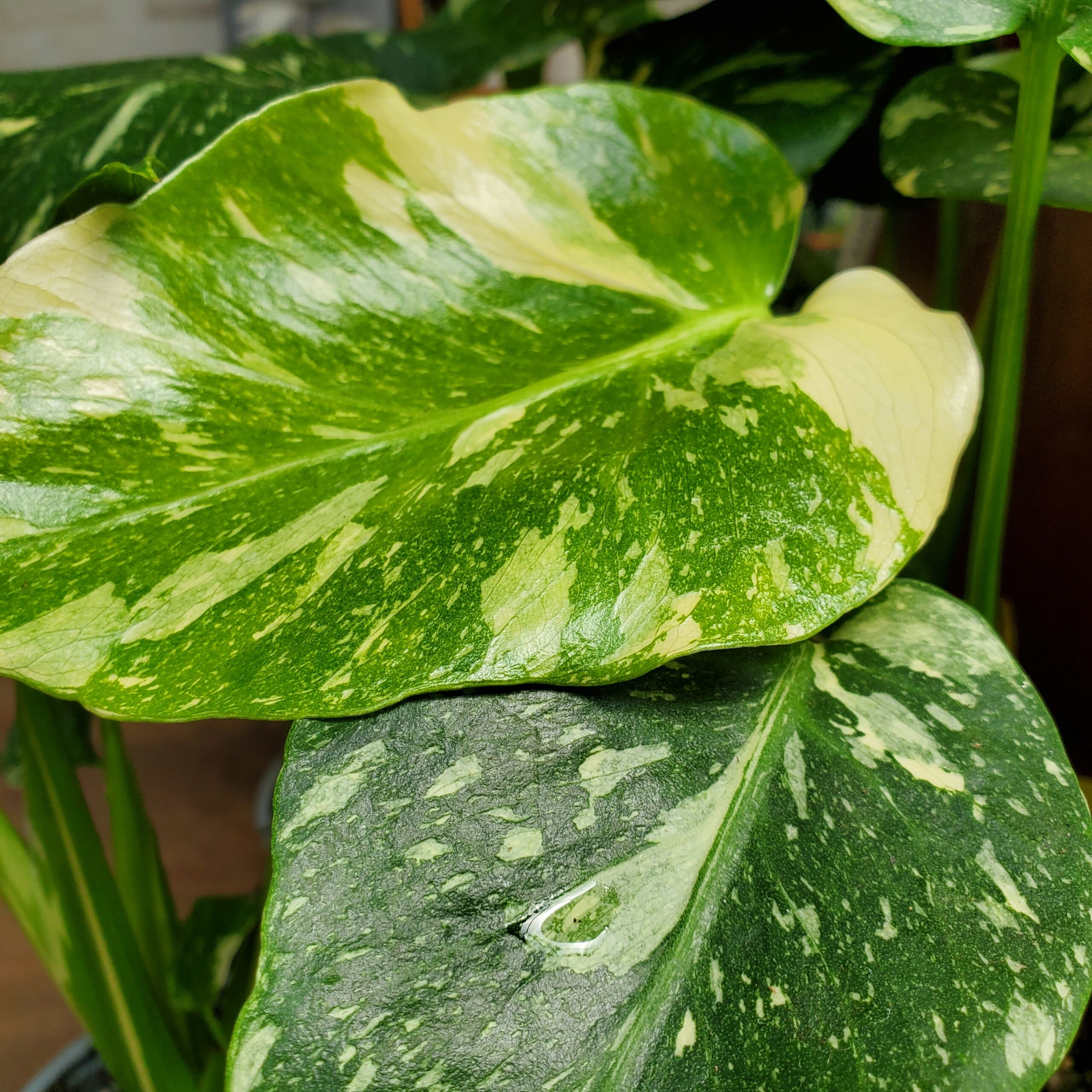 Thai Constellation Monstera with large creamy-white variegated leaves by Studley Flower Gardens