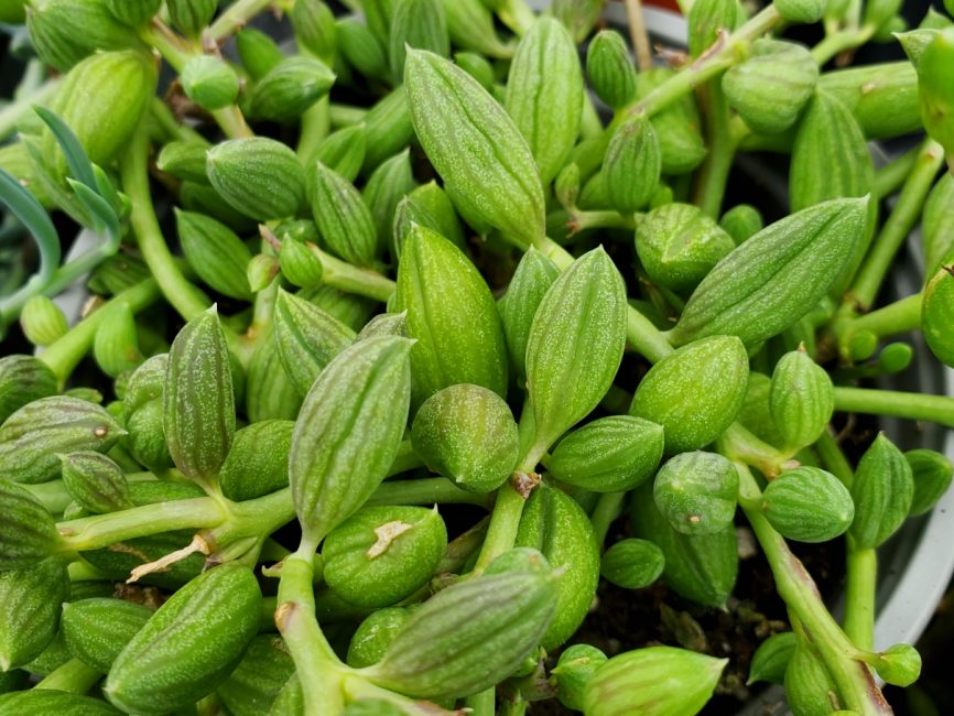 String of watermelons succulent with trailing vines on windowsill by Studley Flower Gardens