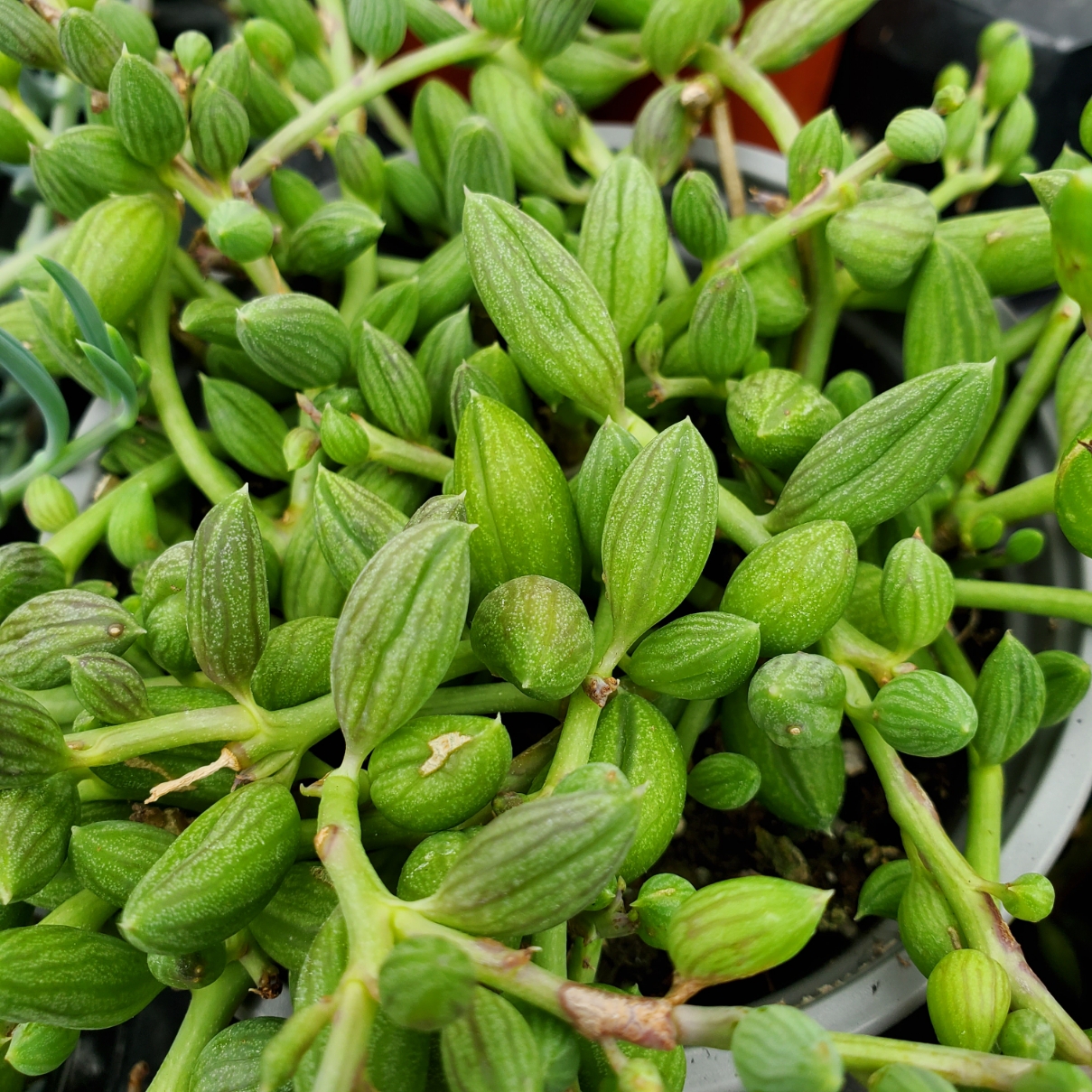 String of watermelons succulent with trailing vines on windowsill by Studley Flower Gardens