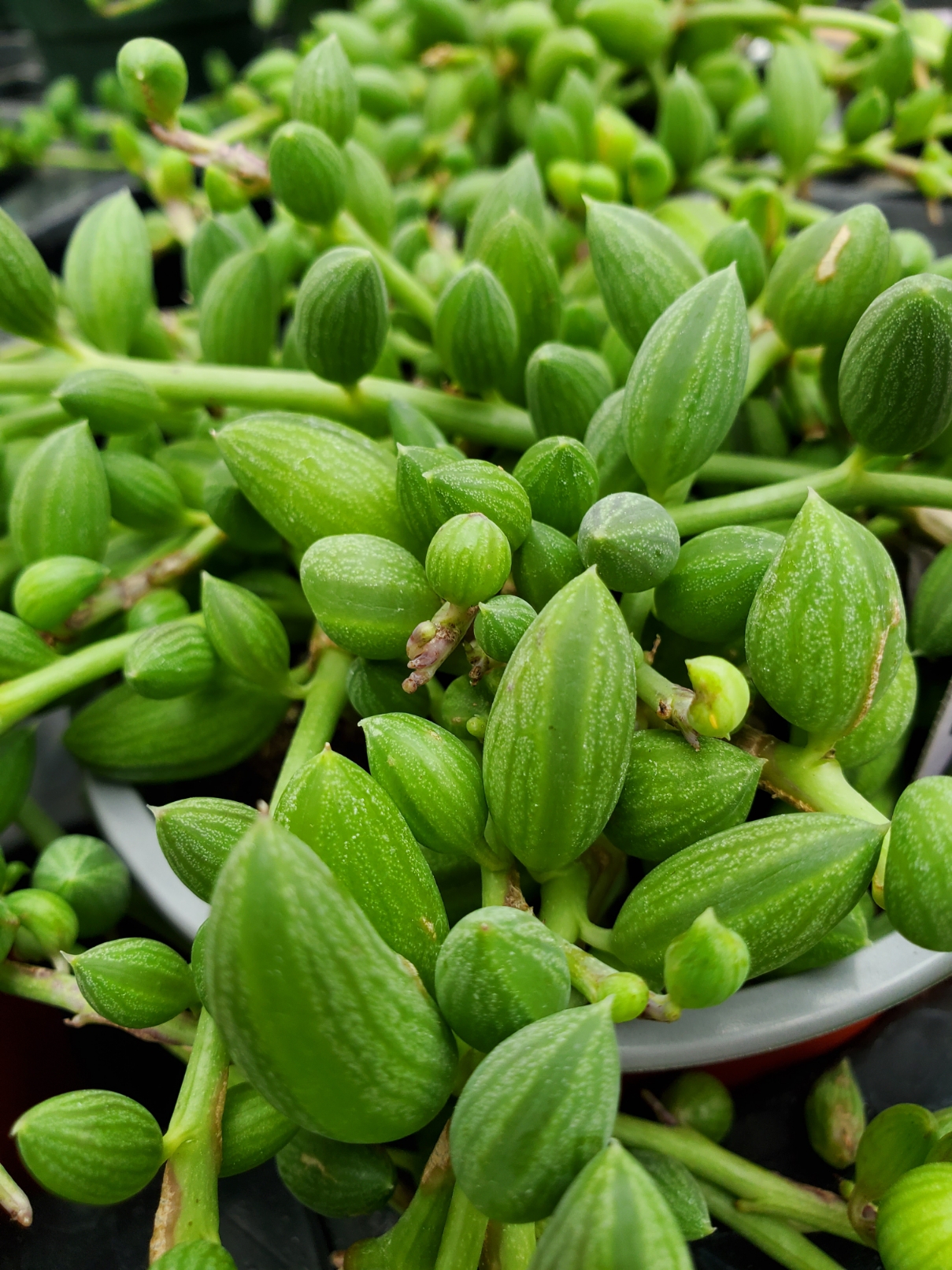 String of watermelons succulent with trailing striped beads by Studley Flower Gardens