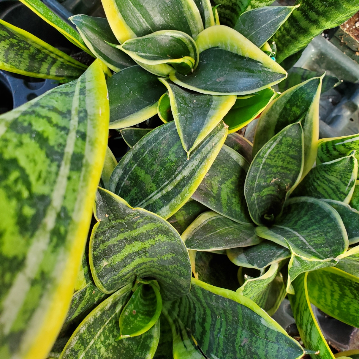 Sansevieria collection with air purifying leaves in partial shade by Studley Flower Gardens