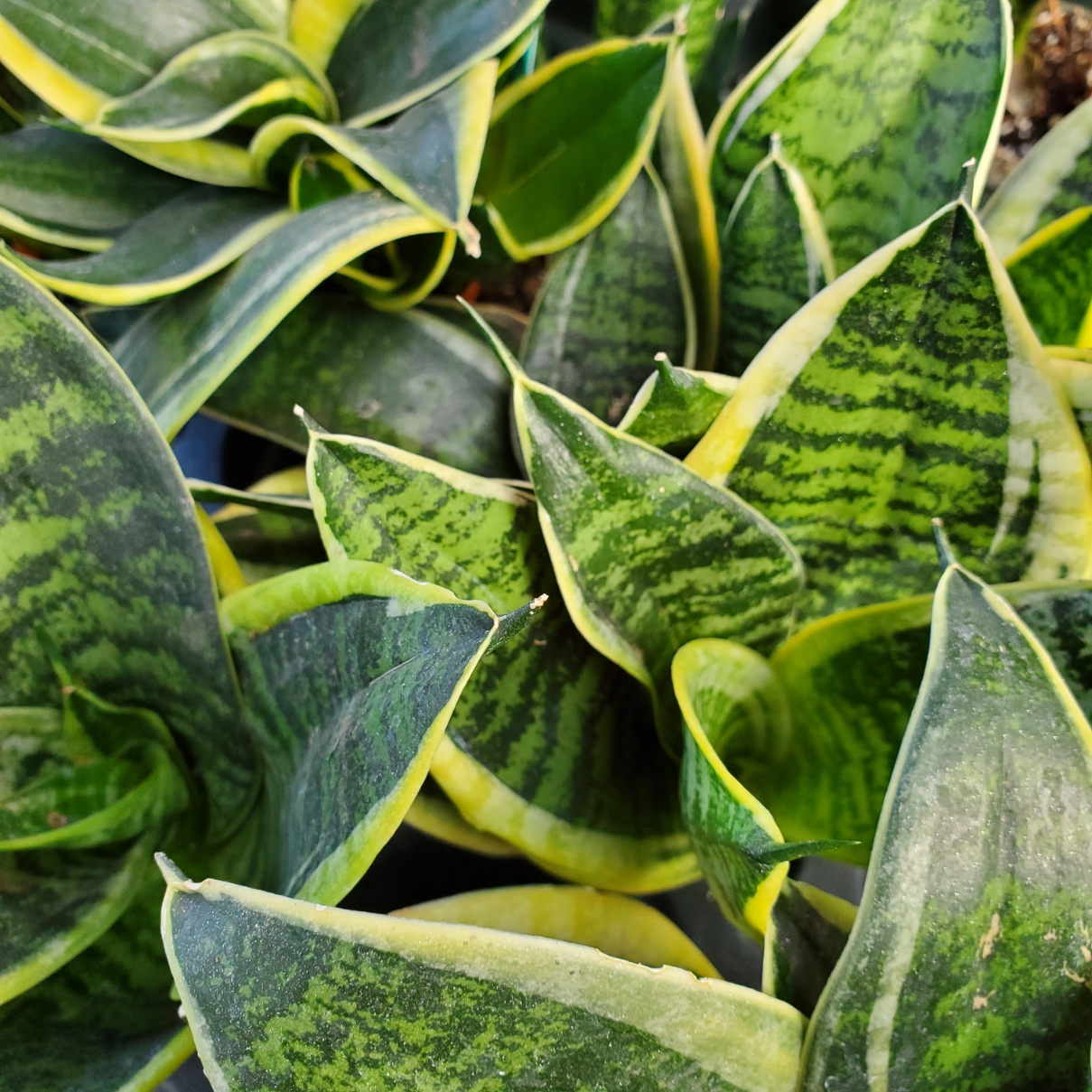 Sansevieria collection with upright pointed leaves in 3 inch pots by Studley Flower Gardens