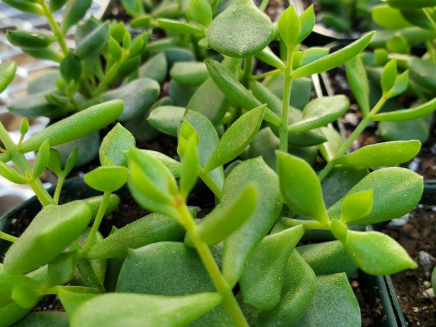Cliff cotyledon succulent with thick green leaves in natural light by Studley Flower Gardens