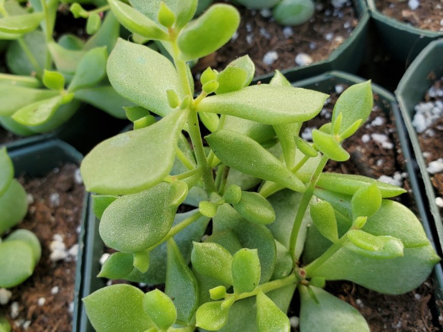 Cliff Cotyledon succulent with trailing grey-green leaves and red tips by Studley Flower Gardens