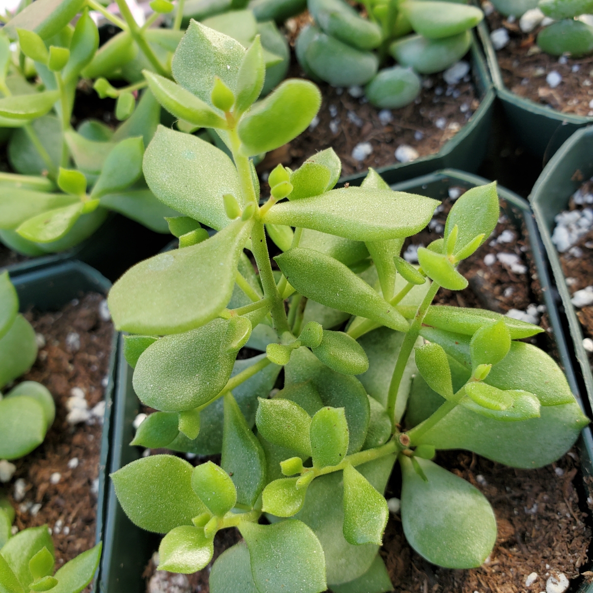 Cliff Cotyledon succulent with trailing grey-green leaves and red tips by Studley Flower Gardens